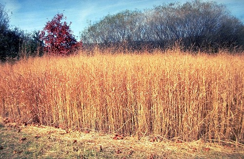 Switchgrass is a potentially important source of biomass (Photo Courtesy of NRCS)