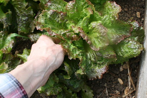 Picking lettuce