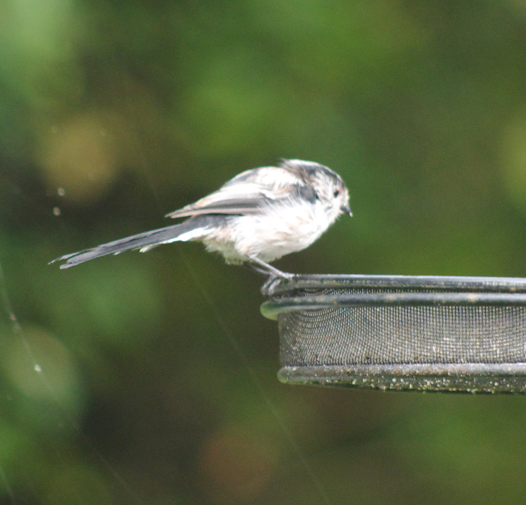 Long Tailed Tits 6