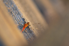 Top Down Dragonfly DSC_4460 by Mully410 * Images