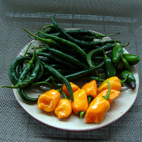 060924_peppers