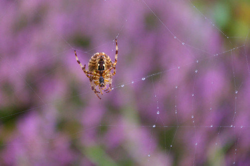 Common Spider 1