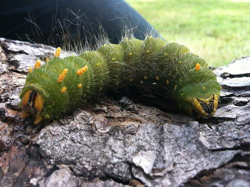 imperial moth caterpillar