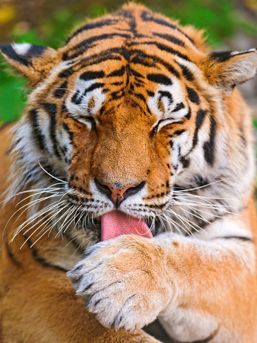 フリー写真素材|動物|哺乳類|虎・トラ|