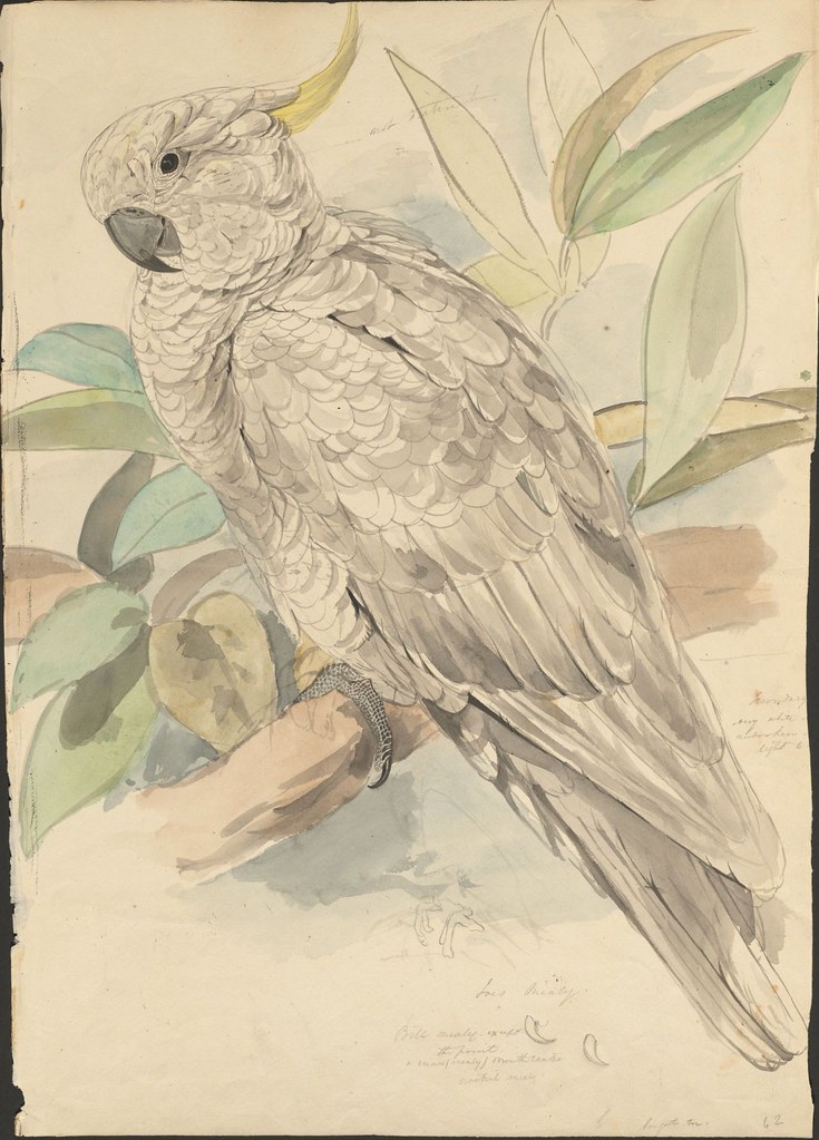 Sulphur-crested cockatoo sketch