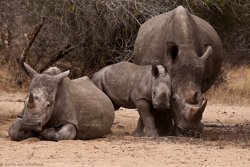 World Rhino Day - 22 September 2011 by gerdavs
