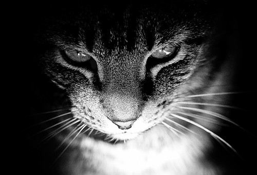 フリー写真素材|動物|哺乳類|猫・ネコ|モノクロ写真|