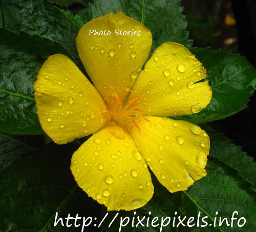 rain-drenched yellow flower