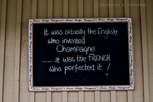 Champagne, chalkboard by twoguineapigs pet photography