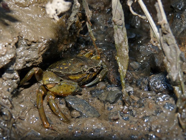 25102 - Crab, Llangennech Marsh