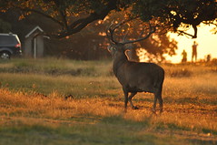Stag at Sunset