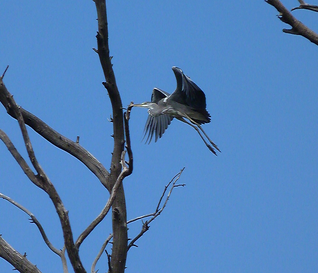 07-10-2011-grey-heron-landing