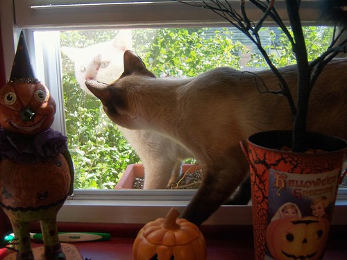 figgy says..yo.. outside cat.. whacha doin in the window box!?