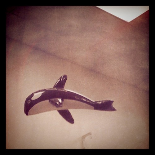 Free Willy (from the choir room)