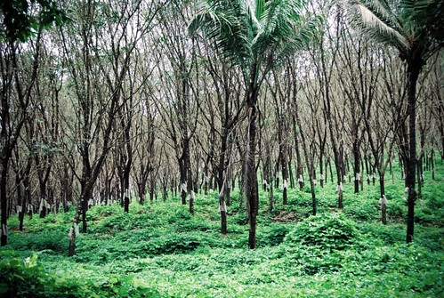 Rubber plantation in Kerala