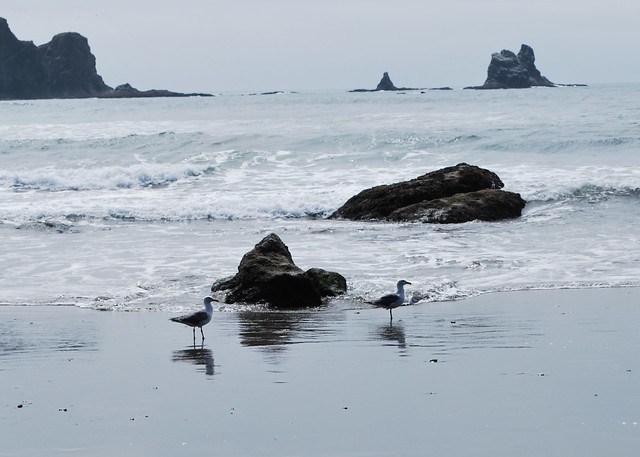 Second Beach Seagulls