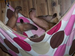 Pua and Aurora play in the hammock