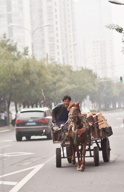 Horse & Cart in the City: Beijing