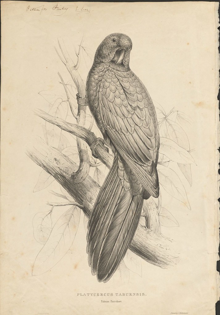 Tabuan parakeet (lithograph)