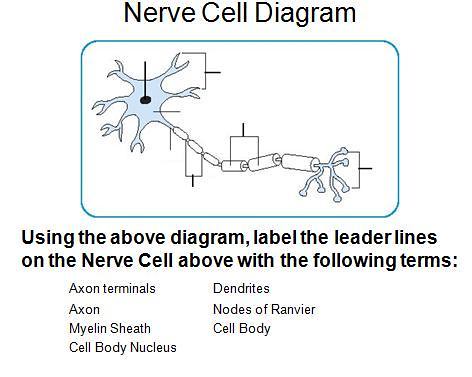 Nerve Cell Diagram