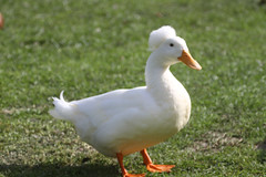 White crested duck