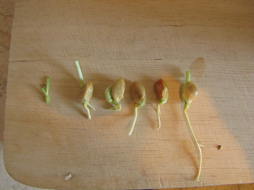 Germinated citron seeds