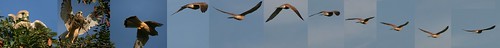 Falco tinnunculus (Turmfalke) Flugstudie
