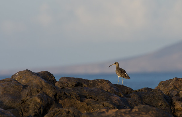 Whimbrel on rocks and view