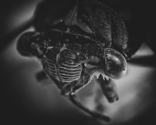 365 Day 275: Insect Portraits: Cicada by ★ 0091436 ★