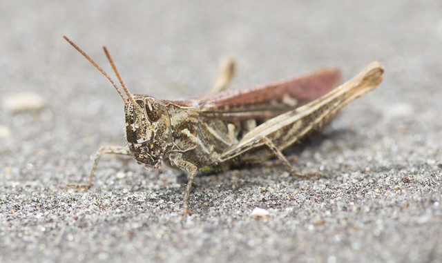 field grasshopper 2
