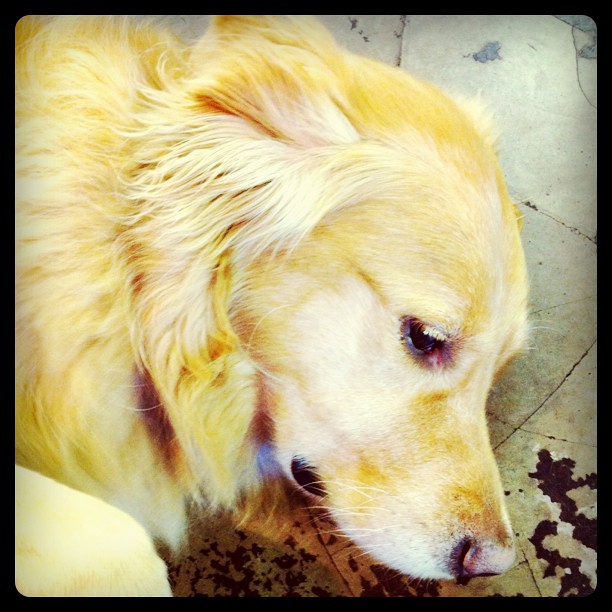 Dog with great eyelashes, just chillin on the floor at Brewery Creek.