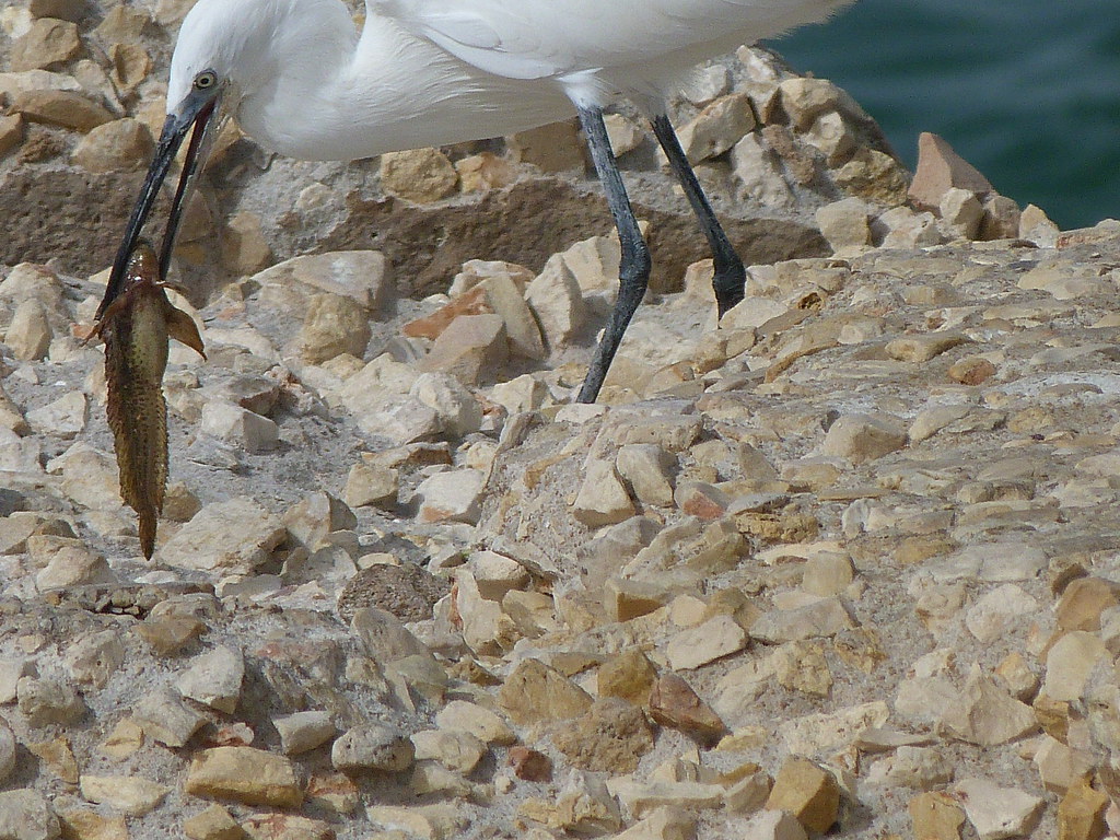 21-10-2011-egret-eating-fish5