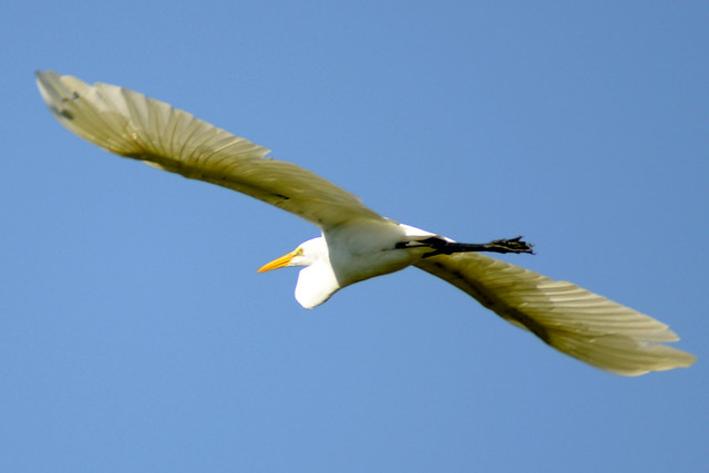 egret flight three 2011