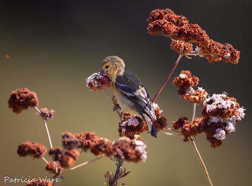 Dark-backed Lesser Goldfinch Snagging Seeds