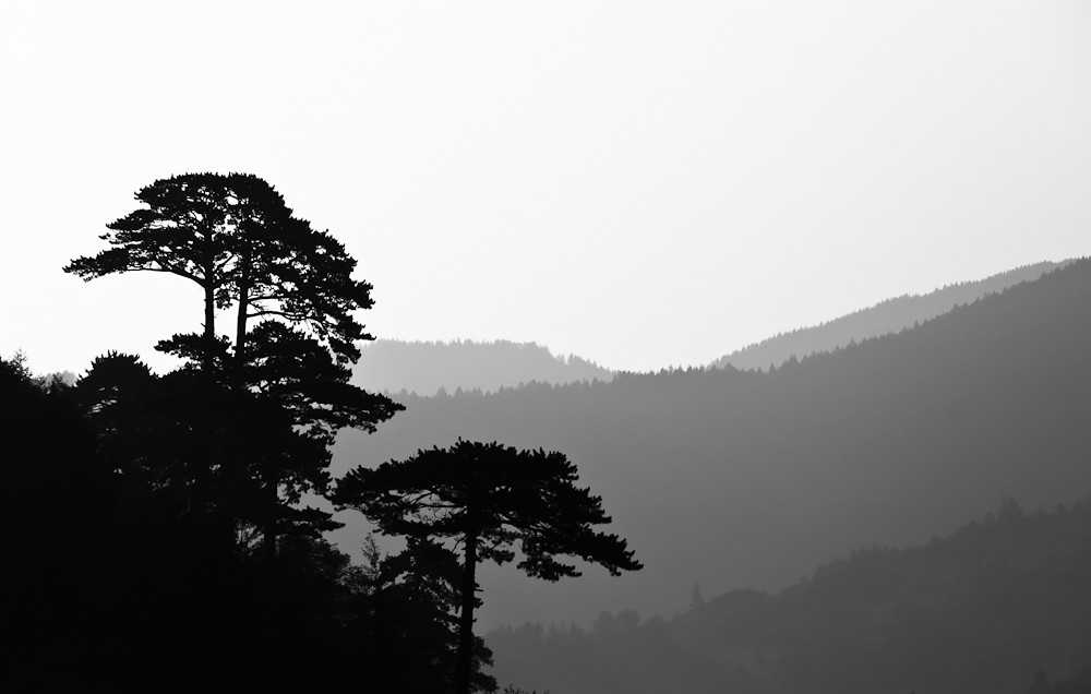 Silhouetted Trees 1