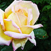 white_rose_by_kama_kazi-d30pq9u