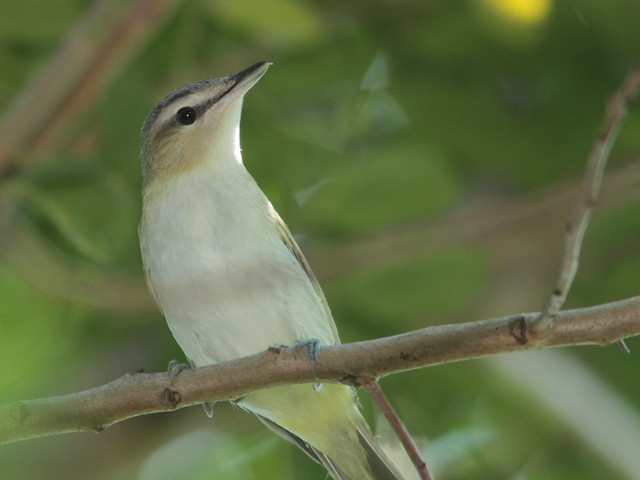 Red-eyed Vireo 3-20110914