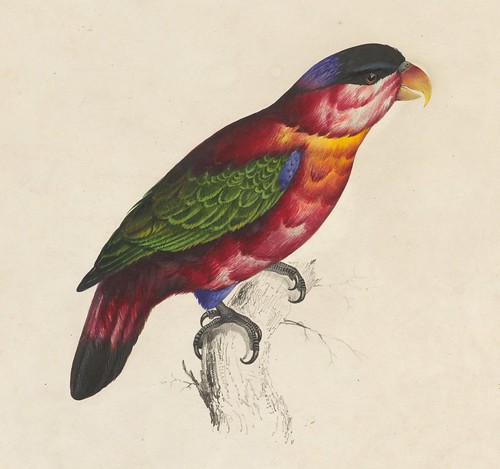 Black-capped lory, hand-coloured lithograph