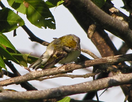 Chestnut-sided Warbler at Evergreen Lake 06