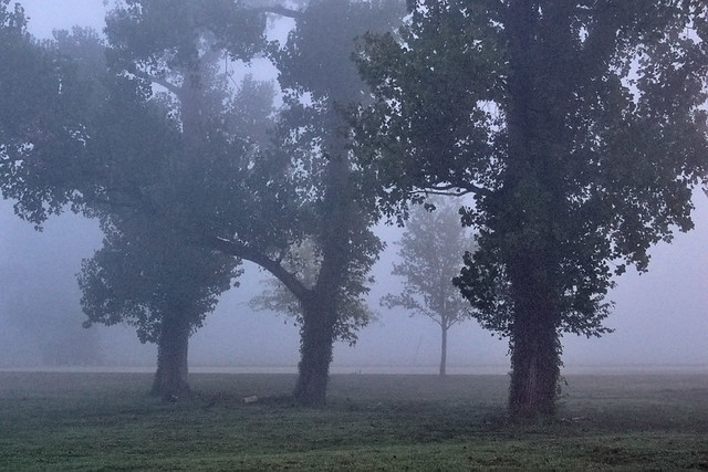 North Riverfront Park, in Saint Louis, Missouri, USA - several trees in fog