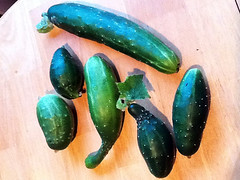 second cucumber harvest