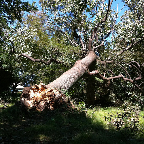 台風15号で折れた木と曼珠沙華