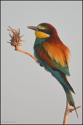 Abelharuco / Bee-eater / (Merops apiaster) by Sérgio Guerreiro