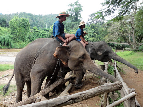 Thailand elephants 