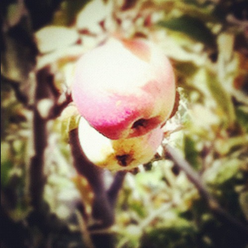 Crispy apples ;) by pyongbricole