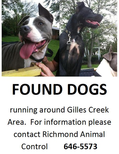 found dogs