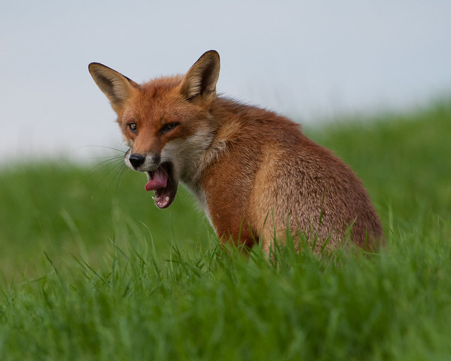 fox yawn over shoulder