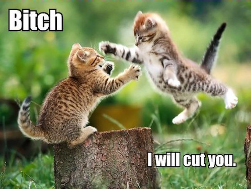 bitch_i_will_cut_you_trollcat