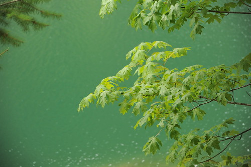 Emerald color of Detroit Lake, tree leaves, pine needles, Breitenbush, Oregon, USA by Wonderlane