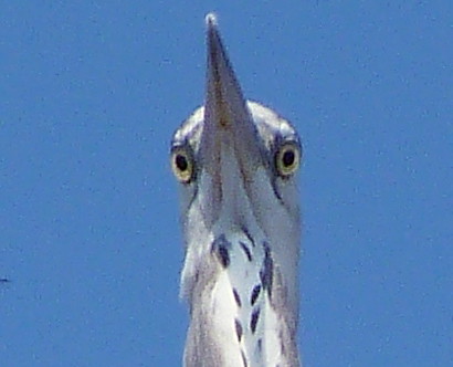 07-10-2011-grey-heron-4